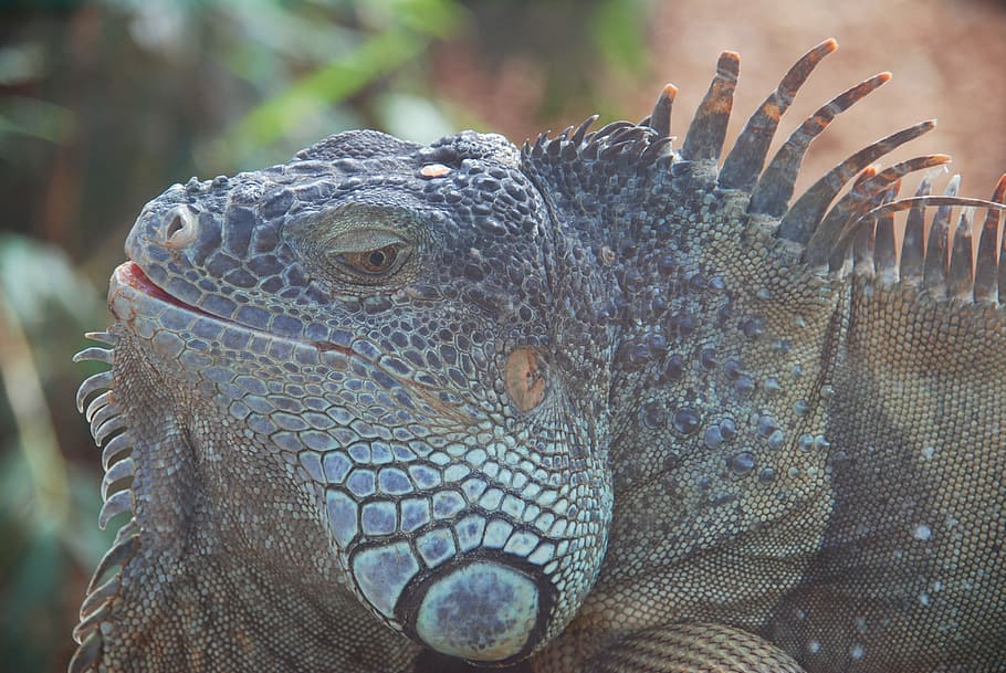 lizard, reptile, loropark, animal, one animal, animal wildlife HD wallpaper