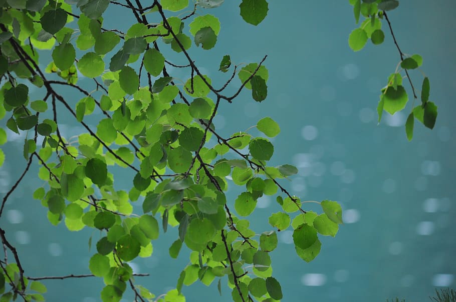 Foliage, Emerald, Plant, summer, green, nature, tree, lake HD wallpaper