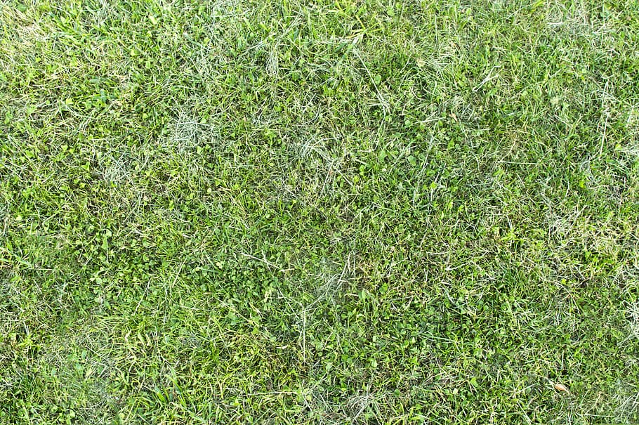 grass, structure, green, nature, outdoor, meadow, green color HD wallpaper