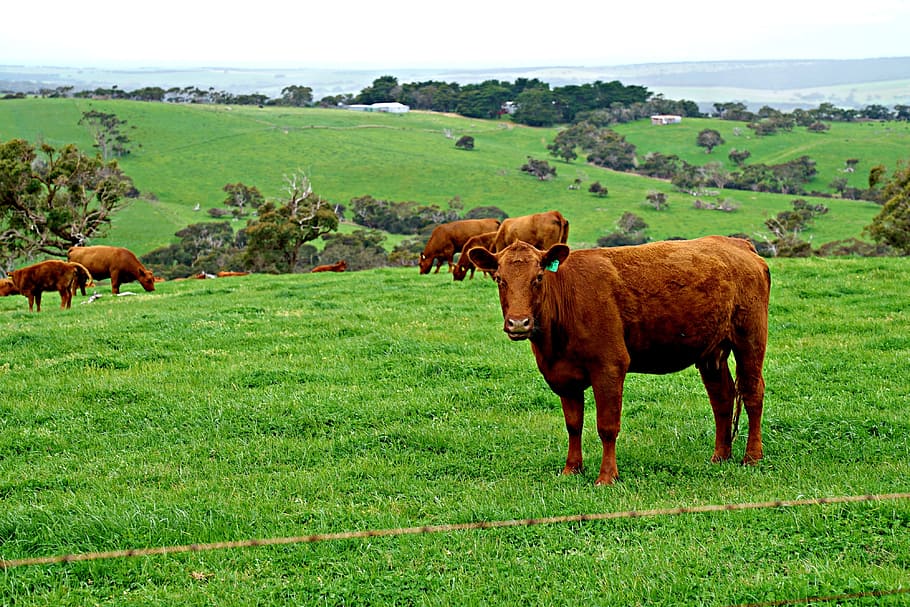 cow, calf, meadow, beef, agriculture, pasture, ranch, farmland HD wallpaper