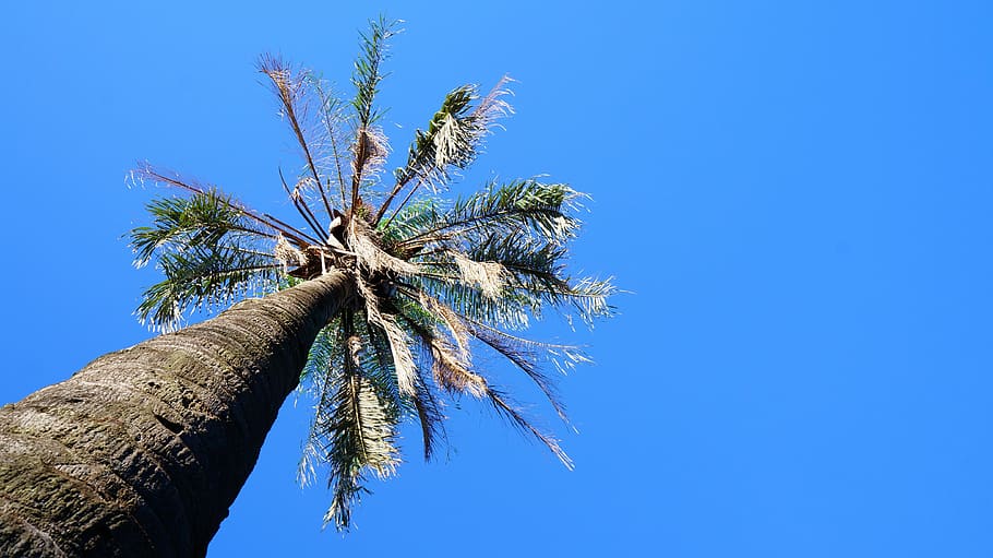 coconut tree, sky, blue, nature, branch, outdoors, leaf, plant HD wallpaper