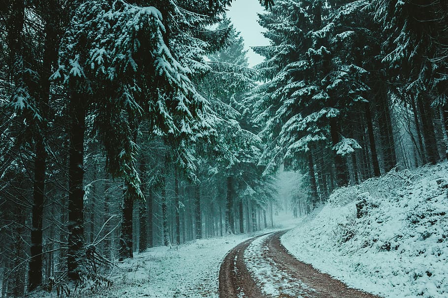 landscape photography of trees, pathway between trees during snow HD wallpaper