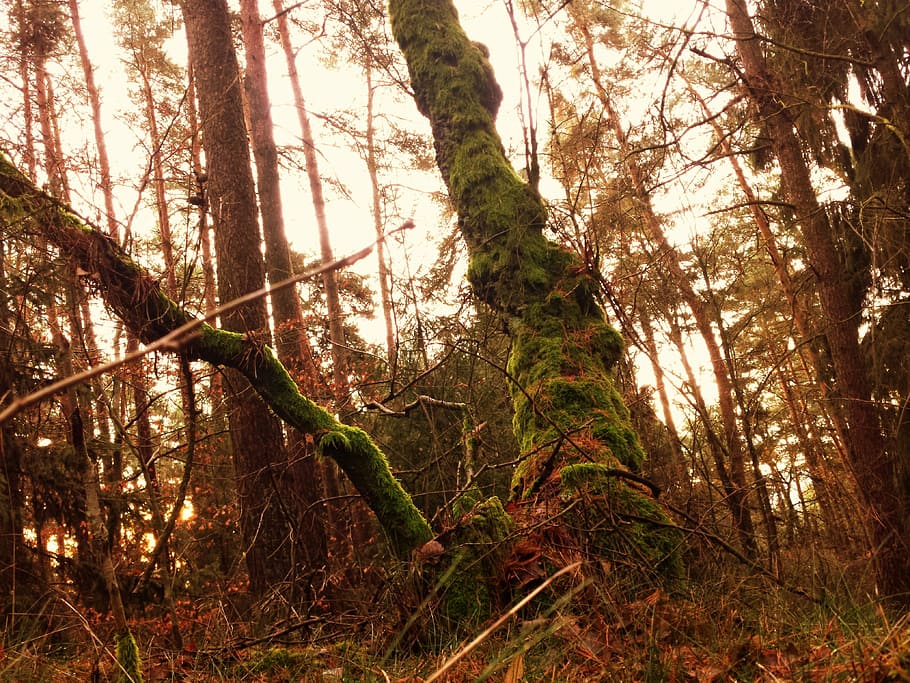 forest, tree, moss, ancient, atmosphere, nature, outdoors, woodland HD wallpaper
