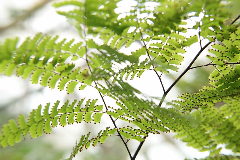 nature, leaves, tiny, green, plant, macro, detail, closeup HD wallpaper
