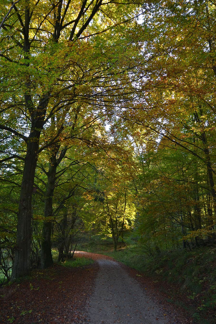 forest, sun, autumn, back light, nature, tree, plant, direction HD wallpaper