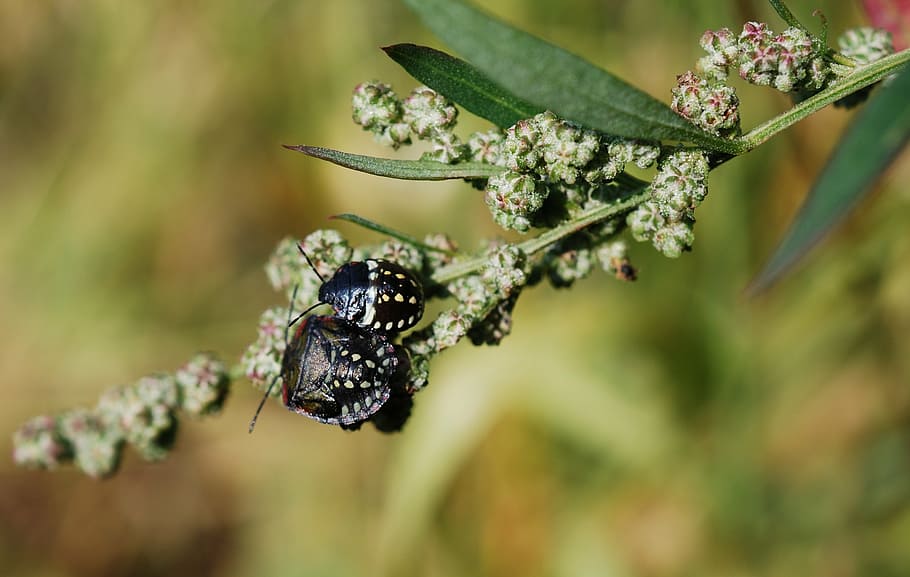 beetle, insect, black, spotted, arthropod, nature, plant, no people HD wallpaper