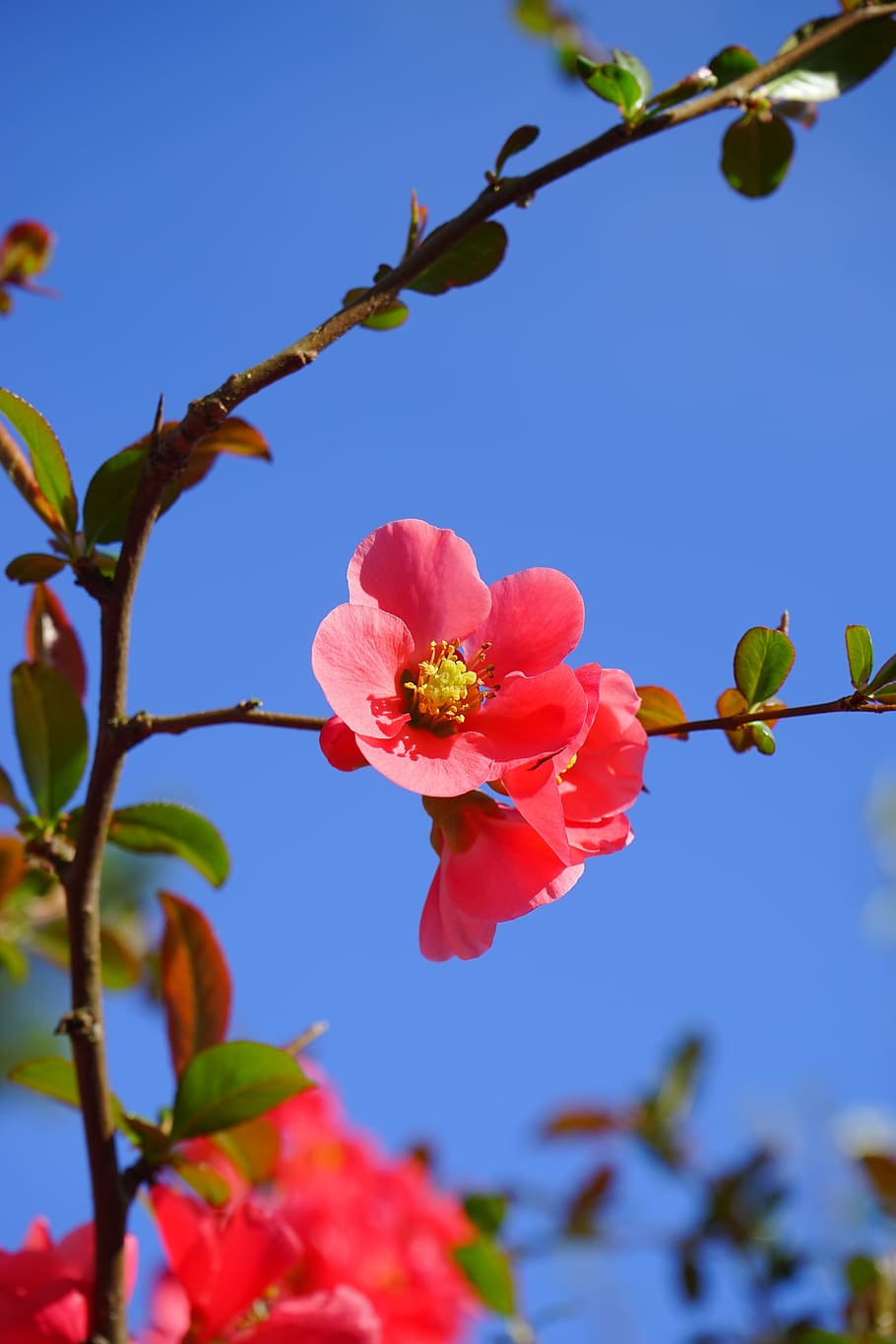 focus photography pink petaled flower, Japanese, Ornamental, Quince, HD wallpaper