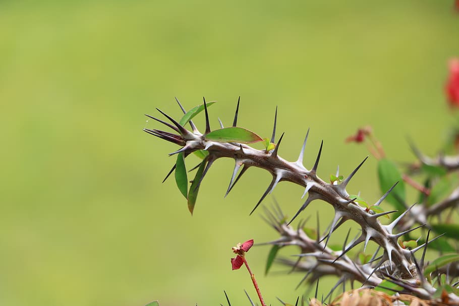 nature, leaf, flora, spine, outdoors, sharp, spikes, green HD wallpaper