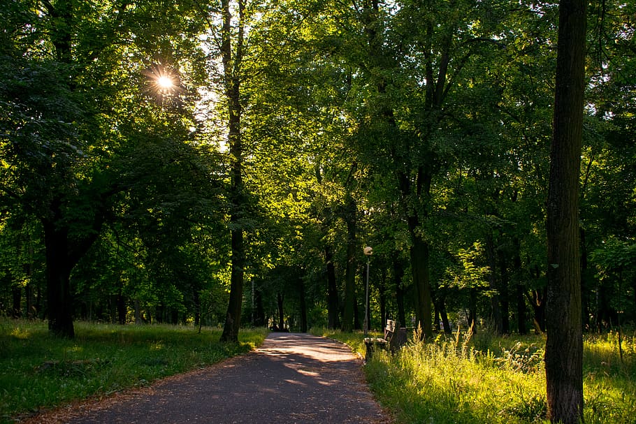 tree, forest, park, bench, green, trees, plant, direction, the way forward HD wallpaper