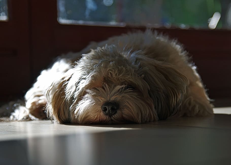 dog, havanese, bored, one animal, animal themes, domestic, canine HD wallpaper