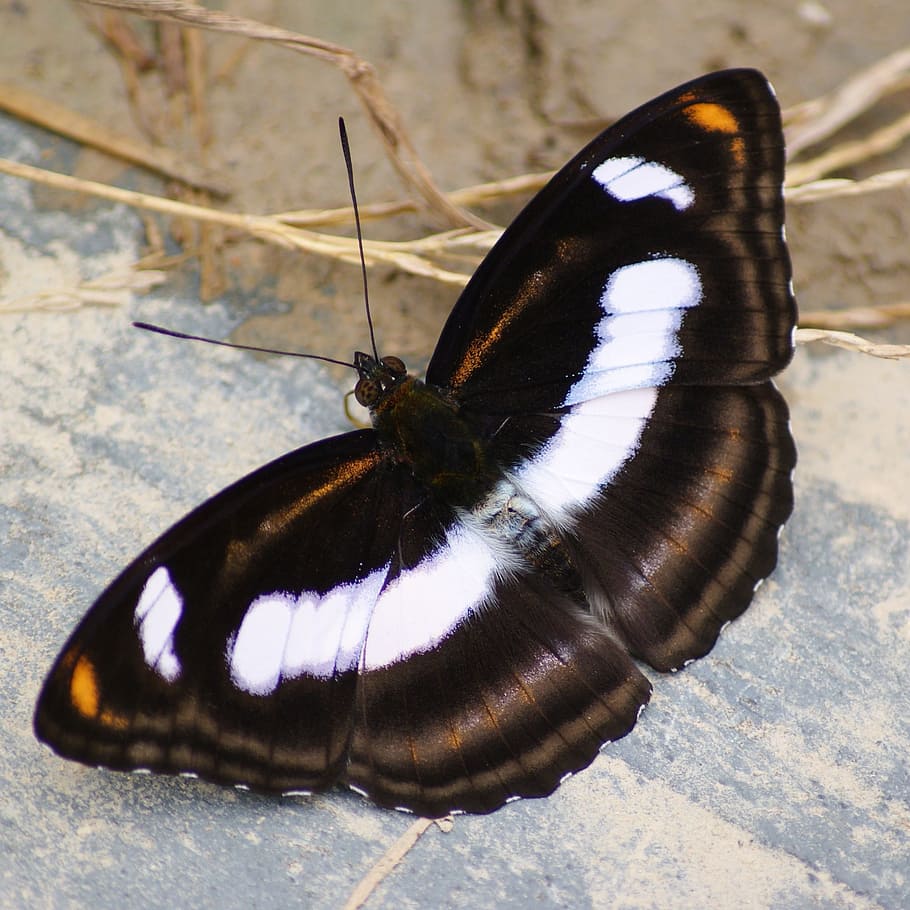 Butterfly, Insect, Black, White, Pattern, symmetrical, natural HD wallpaper