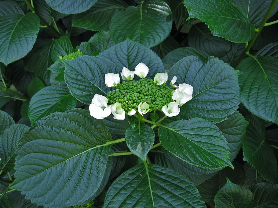 hydrangea, white, bud, nature, leaf, plant, summer, flower HD wallpaper