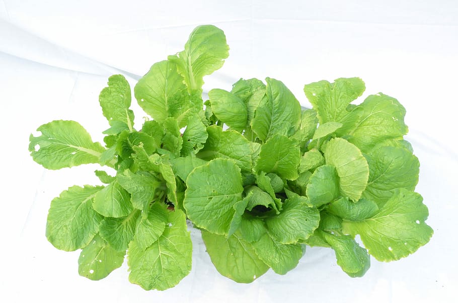 Vegetable, Green, Green, Green, Green Plants, green color, food and drink HD wallpaper