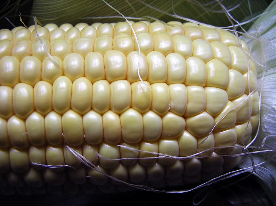 sweet corn, vegetable, food, food and drink, close-up, indoors HD wallpaper