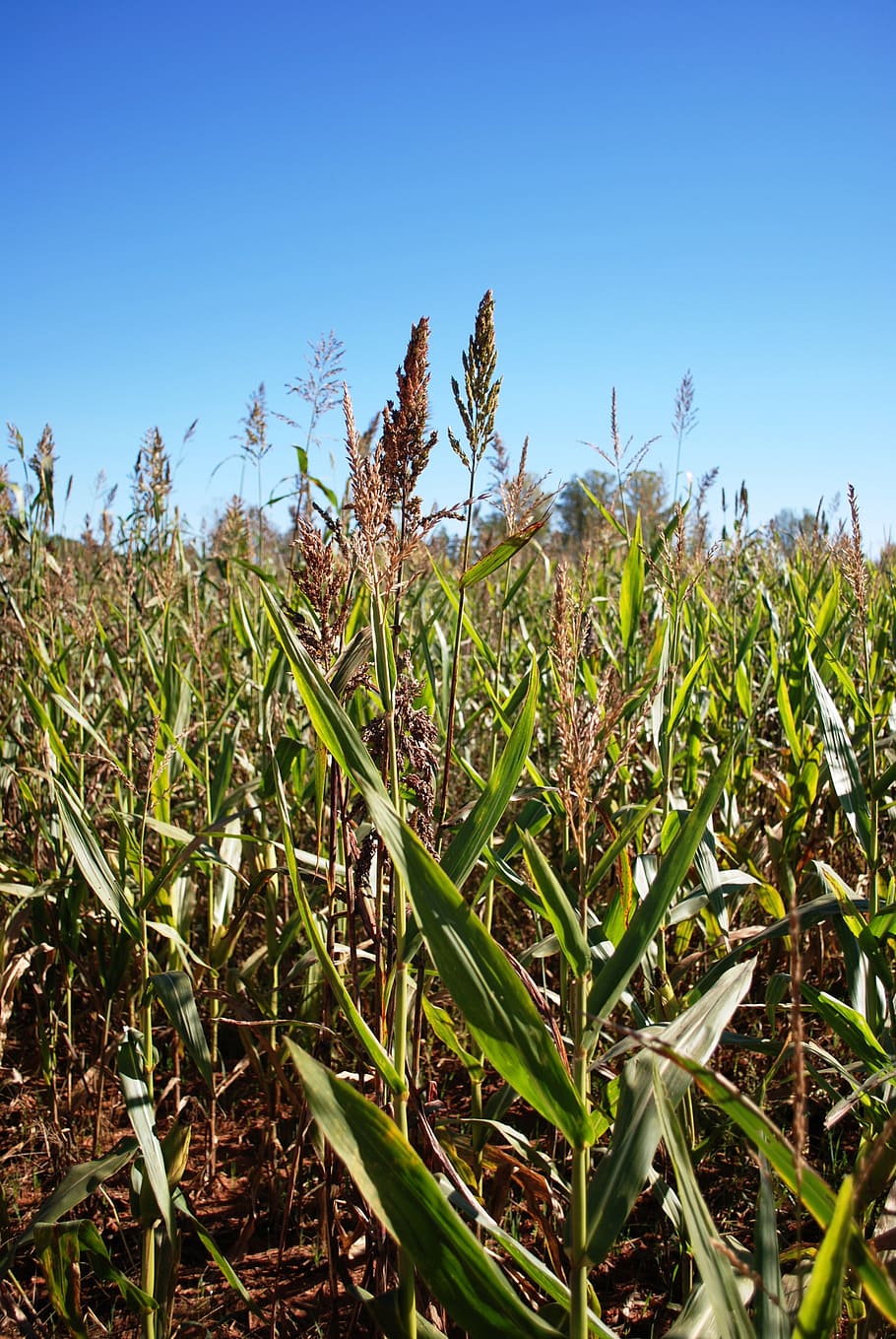 corn, maize, farm, agriculture, field, growth, plant, land HD wallpaper