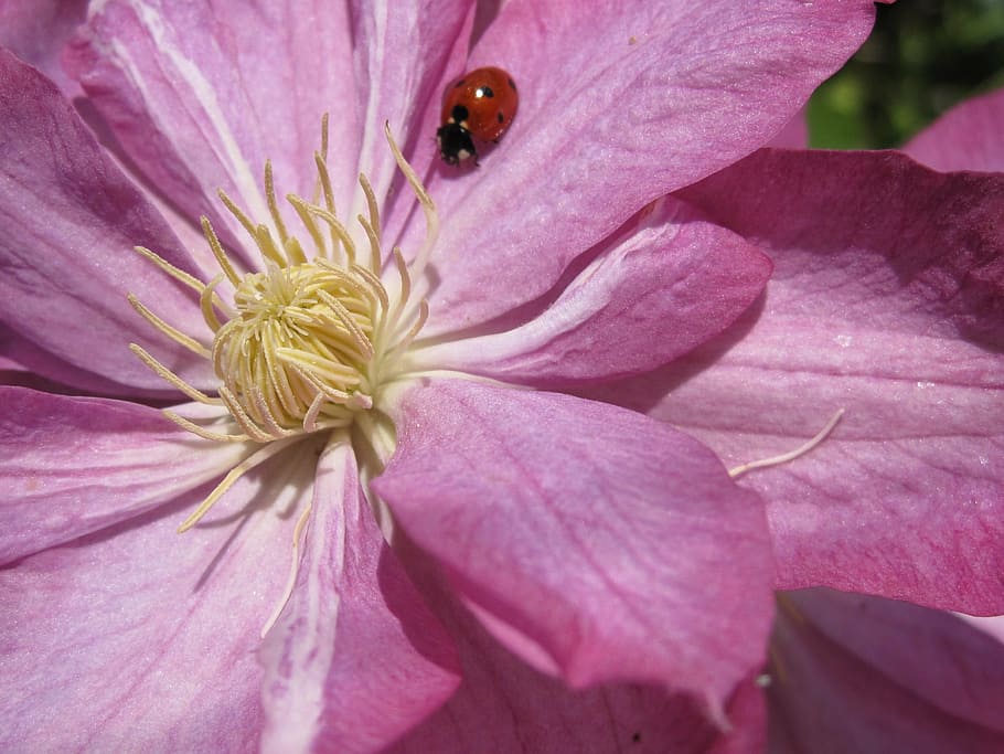 clematis, ladybug, flower, blossom, botany, bloom, flora, nature HD wallpaper