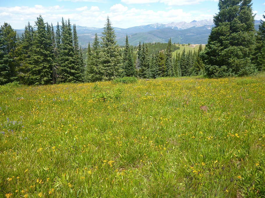 Wildflowers, Mountains, Meadows, nature, tree, no people, tranquil scene HD wallpaper