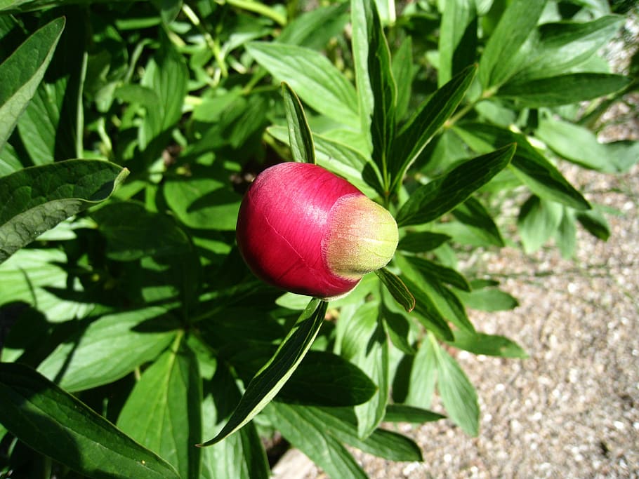 pion, bud, red, summer, foliage, green, leaf, plant part, growth HD wallpaper