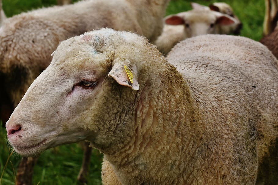 sheep, animal, meadow, wool, graze, nature, mammal, animal themes HD wallpaper