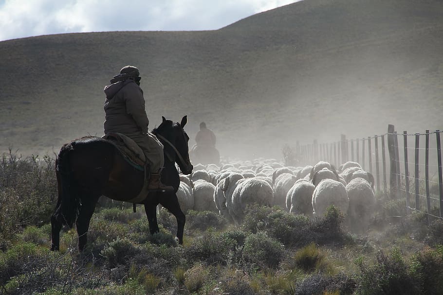 sheep, herding, field, mammal, domestic animals, livestock HD wallpaper