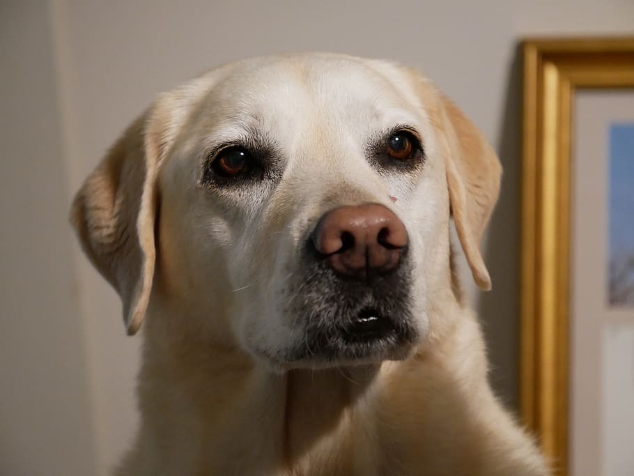 labrador, dog, pet, one animal, canine, domestic, pets, domestic animals HD wallpaper