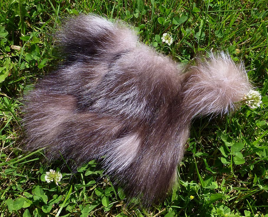 fur, fox, silver cross fox, taxidermy, grass, plant, mammal