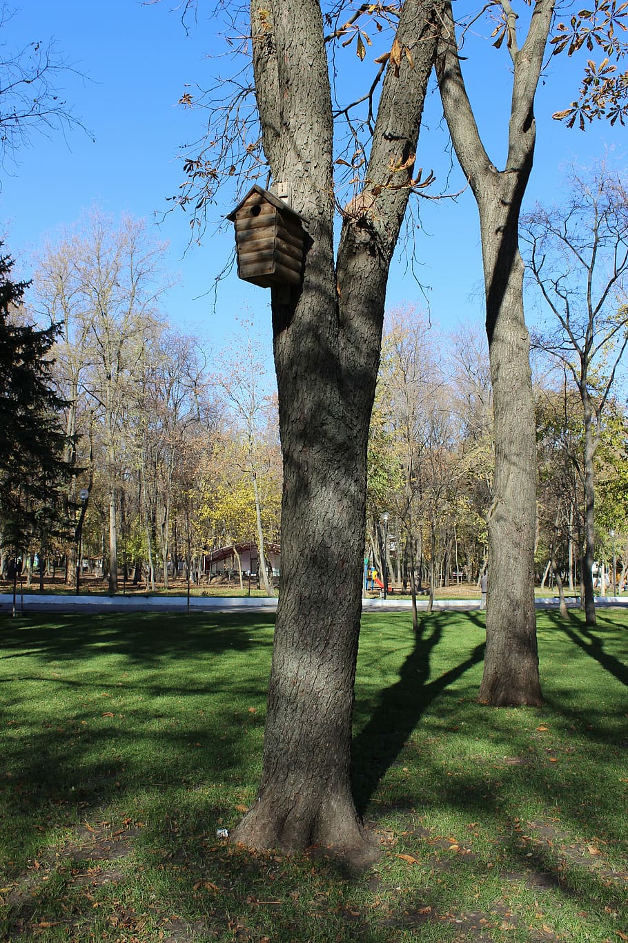 birdhouse, tree, park, feeder, nature, park - Man Made Space HD wallpaper