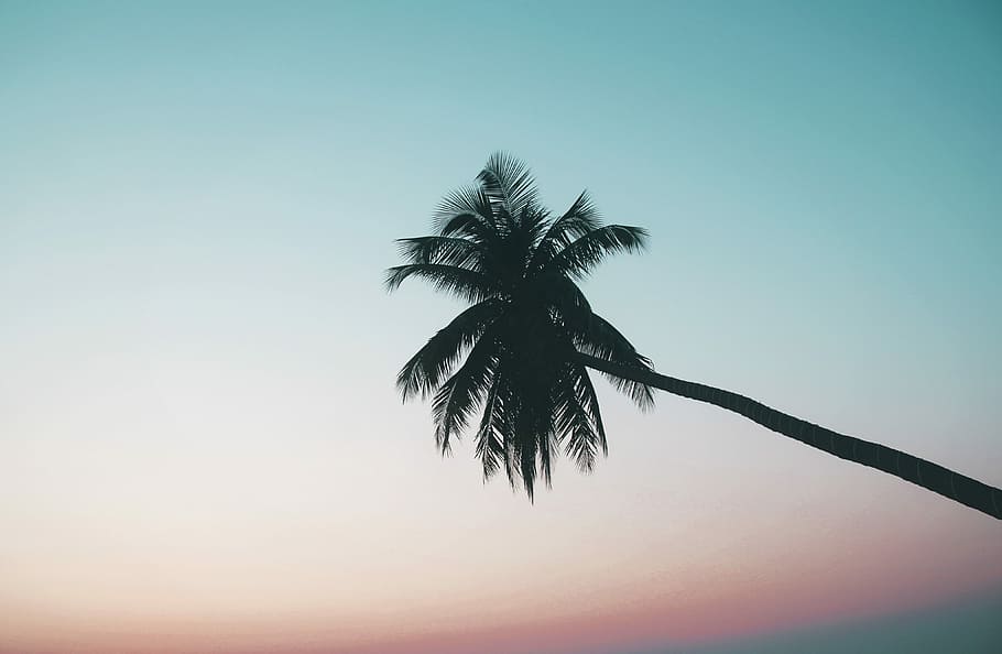 silhouette photography of coconut tree, silhouette of coconut tree HD wallpaper