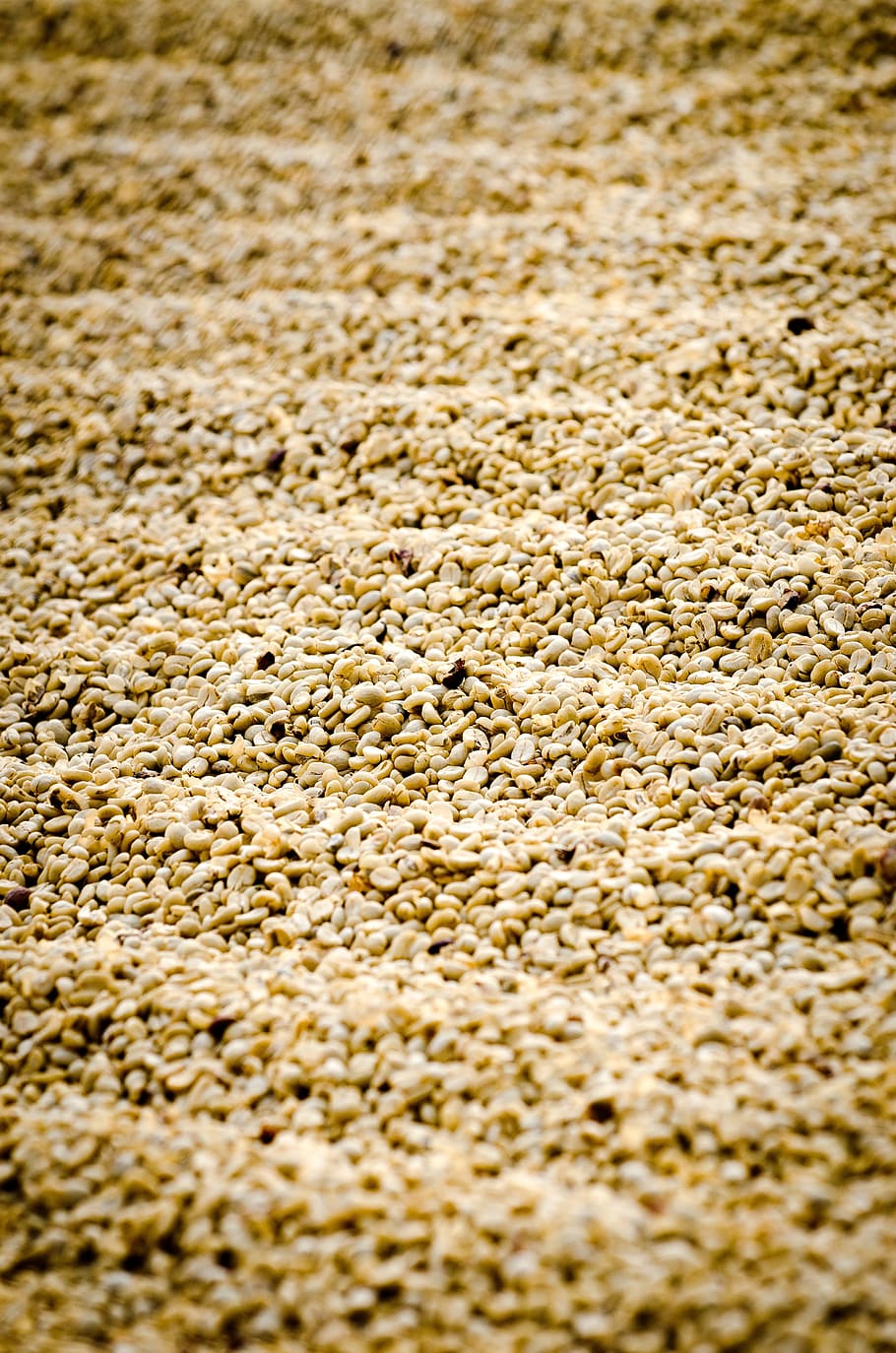 coffee, coffee drying, guatemala coffee, full frame, backgrounds HD wallpaper