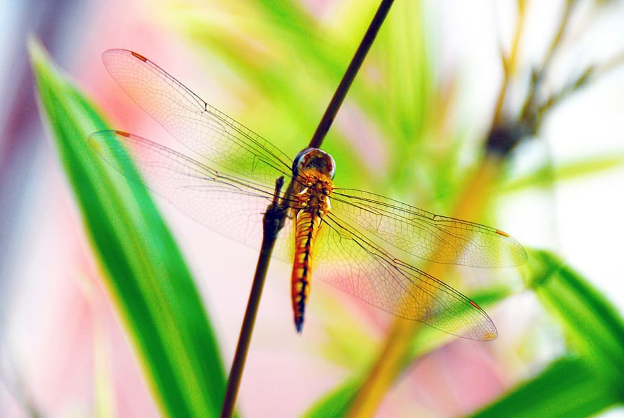 dragonfly, insect, bug, nature, animal, wing, wildlife, summer HD wallpaper