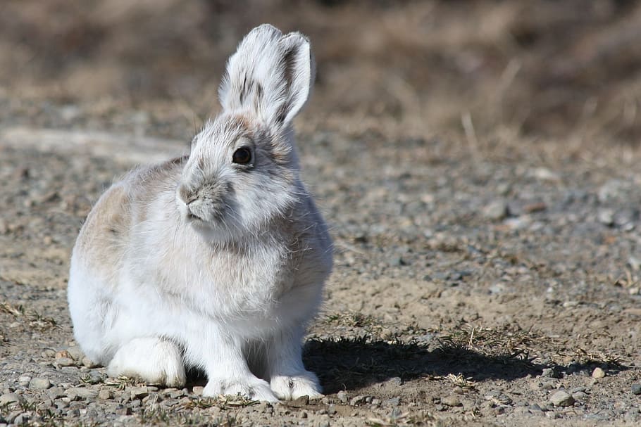 gray and white rabbit during daytime, arctic hare, bunny, outdoors