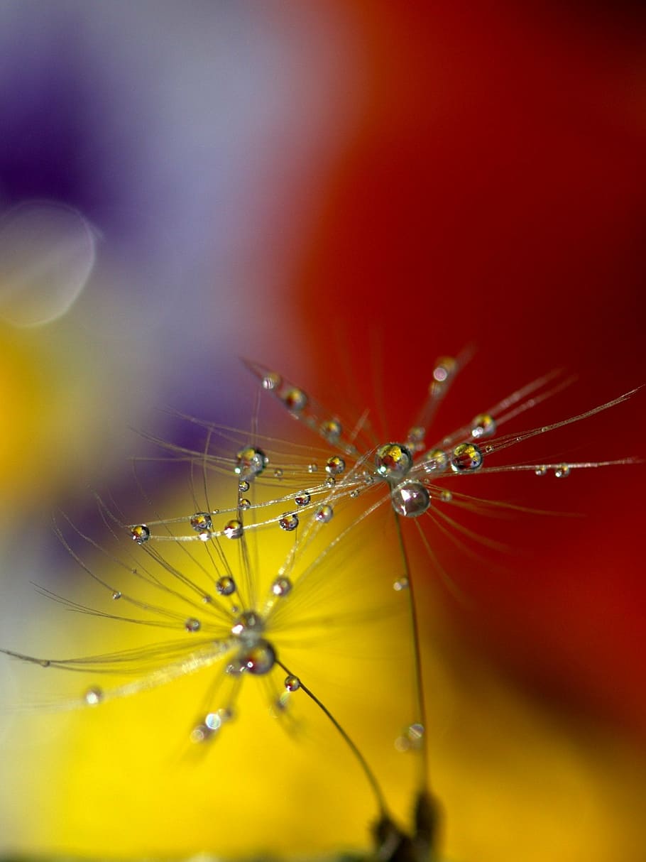 dandelion, drops, wet, macro, plant, water, coloring, close-up HD wallpaper
