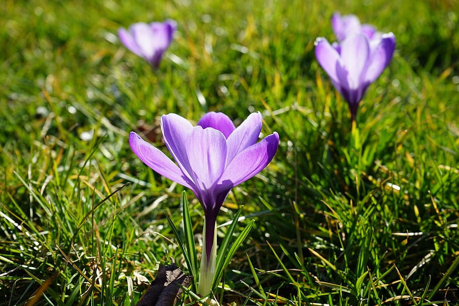 crocus, flowers, plant, spring, frühlingsblüher, violet, schwertliliengewaechs HD wallpaper