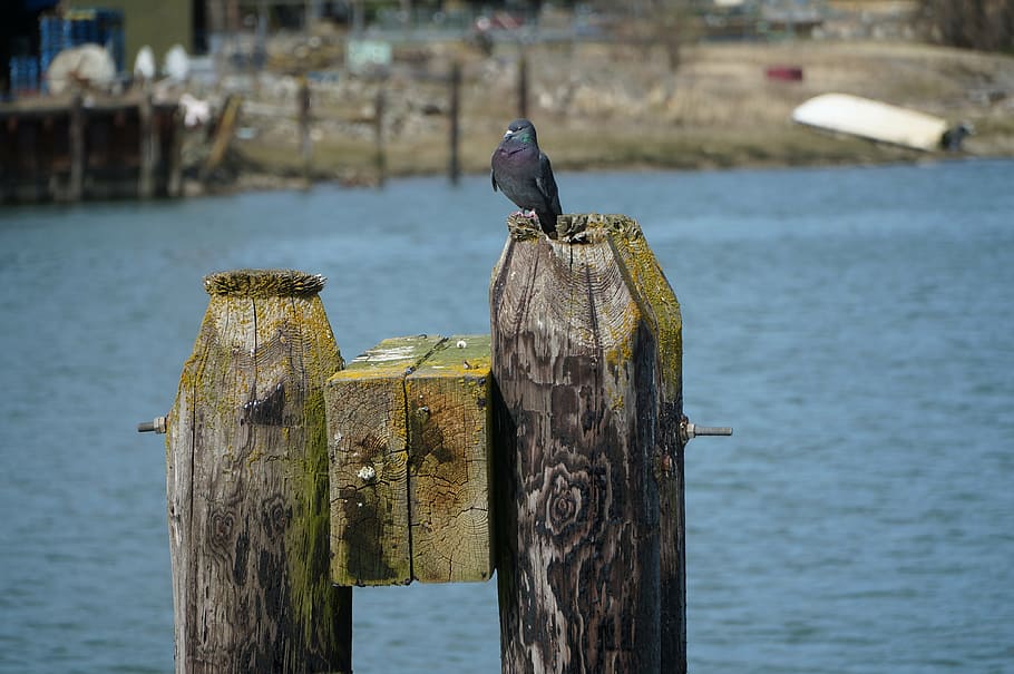 bird, pier, piling, water, wildlife, outdoor, nature, jetty HD wallpaper