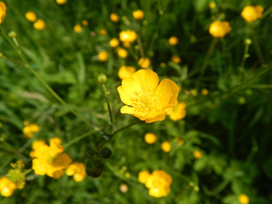 yellow, flowers, meadow, flowering plant, vulnerability, fragility HD wallpaper