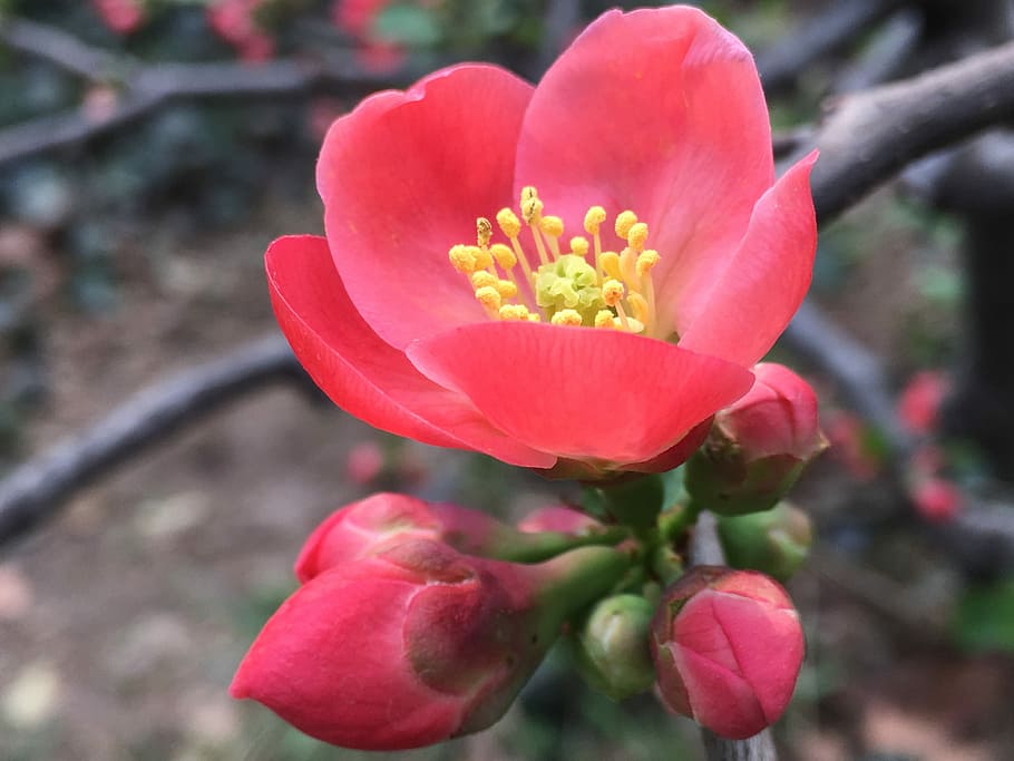 Plant, red, pistil, flower, petal, nature, no people, flower head HD wallpaper