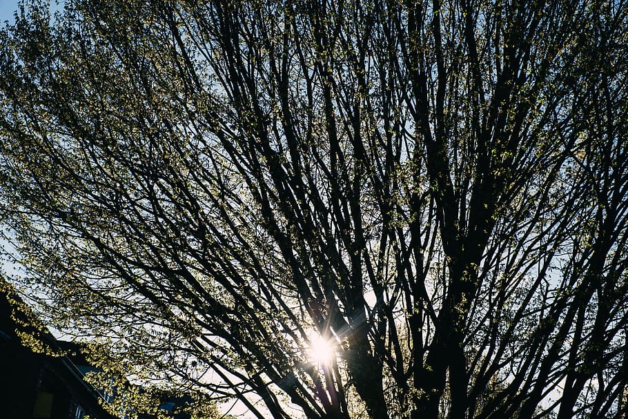 Shine tree. Shine and Trees. The Sun Shines through the Trees.