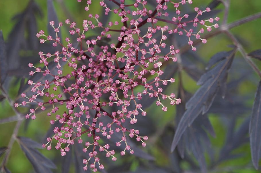 Black Elderberry, Nature, macro, flower, purple, no people HD wallpaper