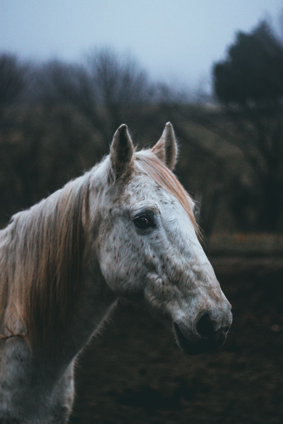 Perky, selective focus photography of brown and white horse, pony HD wallpaper
