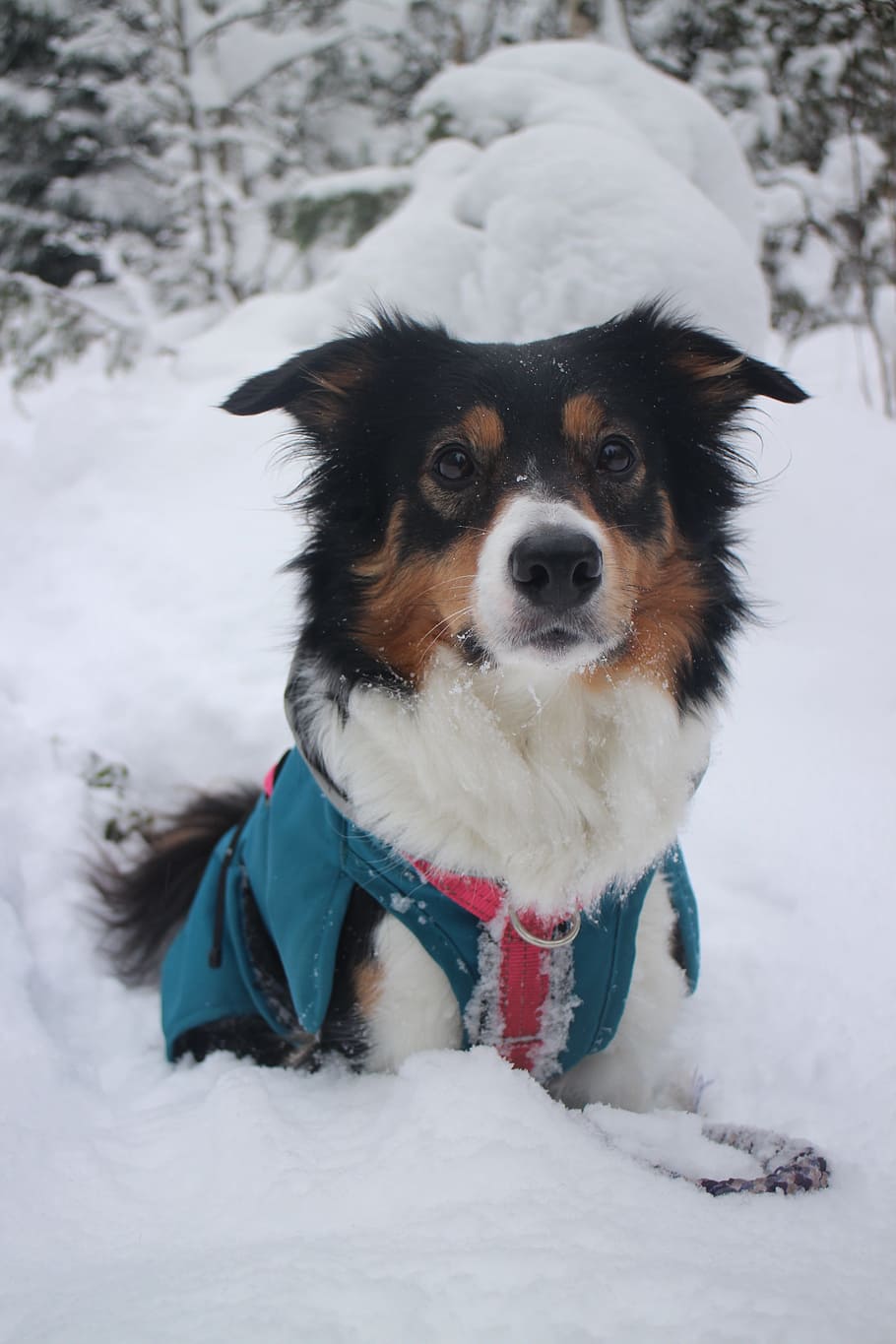 winter, snow, cold, dog, border collie, shepherd dog, pet, look HD wallpaper
