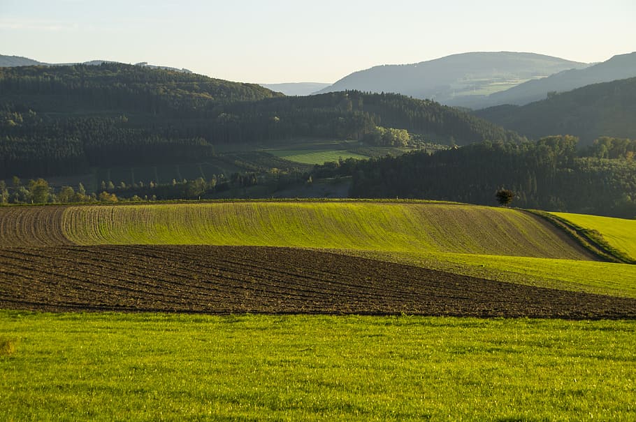 green grassfield during daytime, arable, seed, winter sowing HD wallpaper