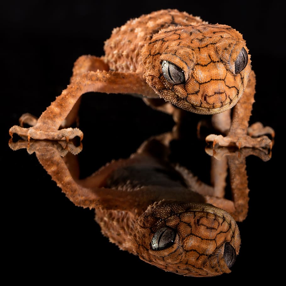 photo of brown leopard gecko, rough knob, lizard, australia HD wallpaper