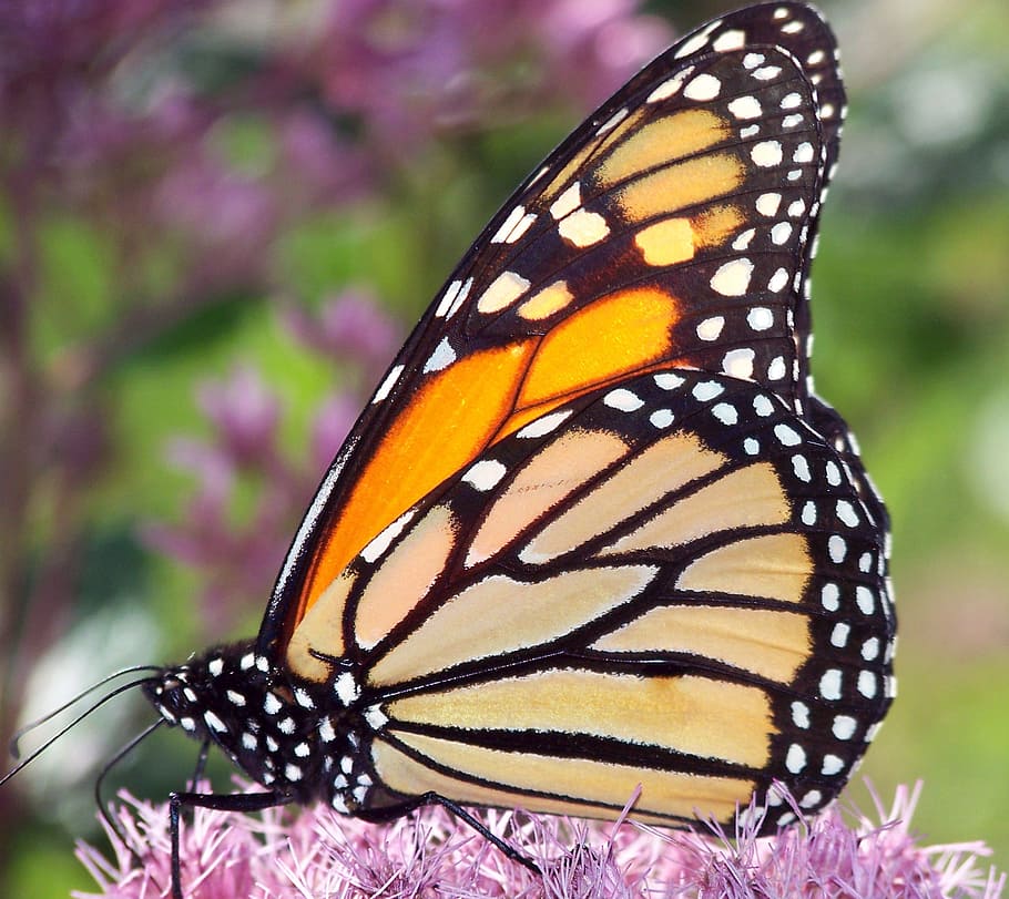 close photo of yellow butterfly, monarch, insect, orange, wings HD wallpaper