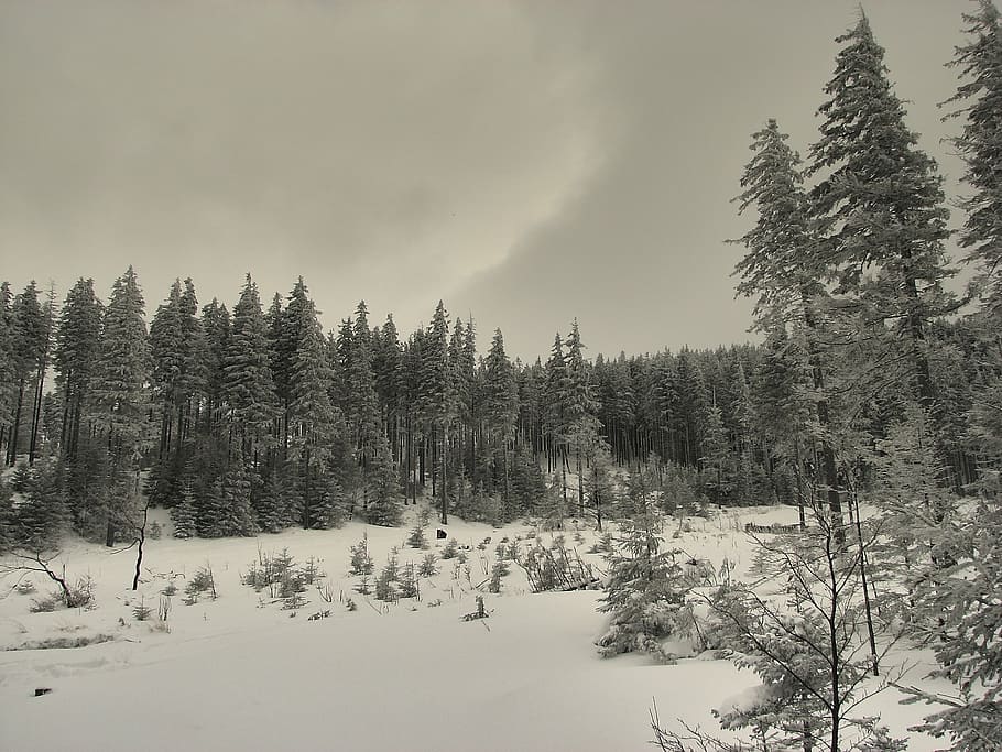 winter, trees, snow, cold, frost, zing, skiing, mountains, january HD wallpaper