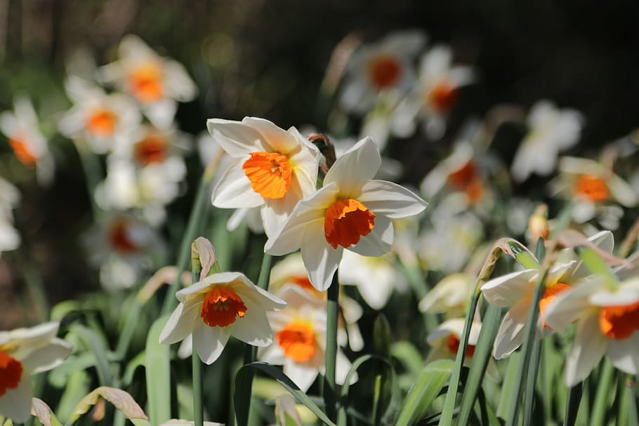 daffodils, spring, springtime, flower, flowering plant, freshness HD wallpaper