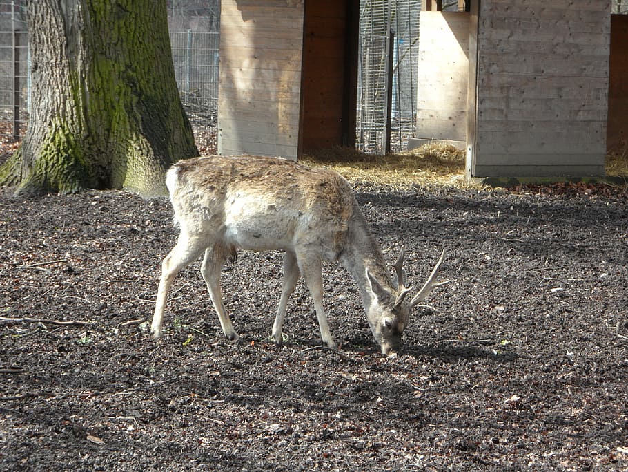 wild, fallow deer, disguised, roe deer, hirsch, animal, petting zoo HD wallpaper
