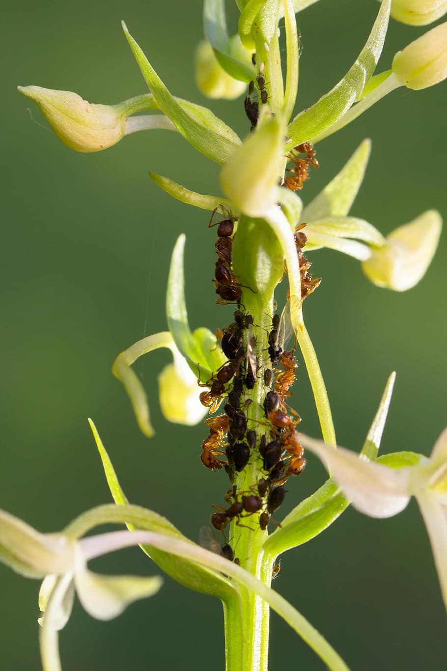 orchid, lice, ants, lice milking, aphid, close-up, plant, green color, HD wallpaper