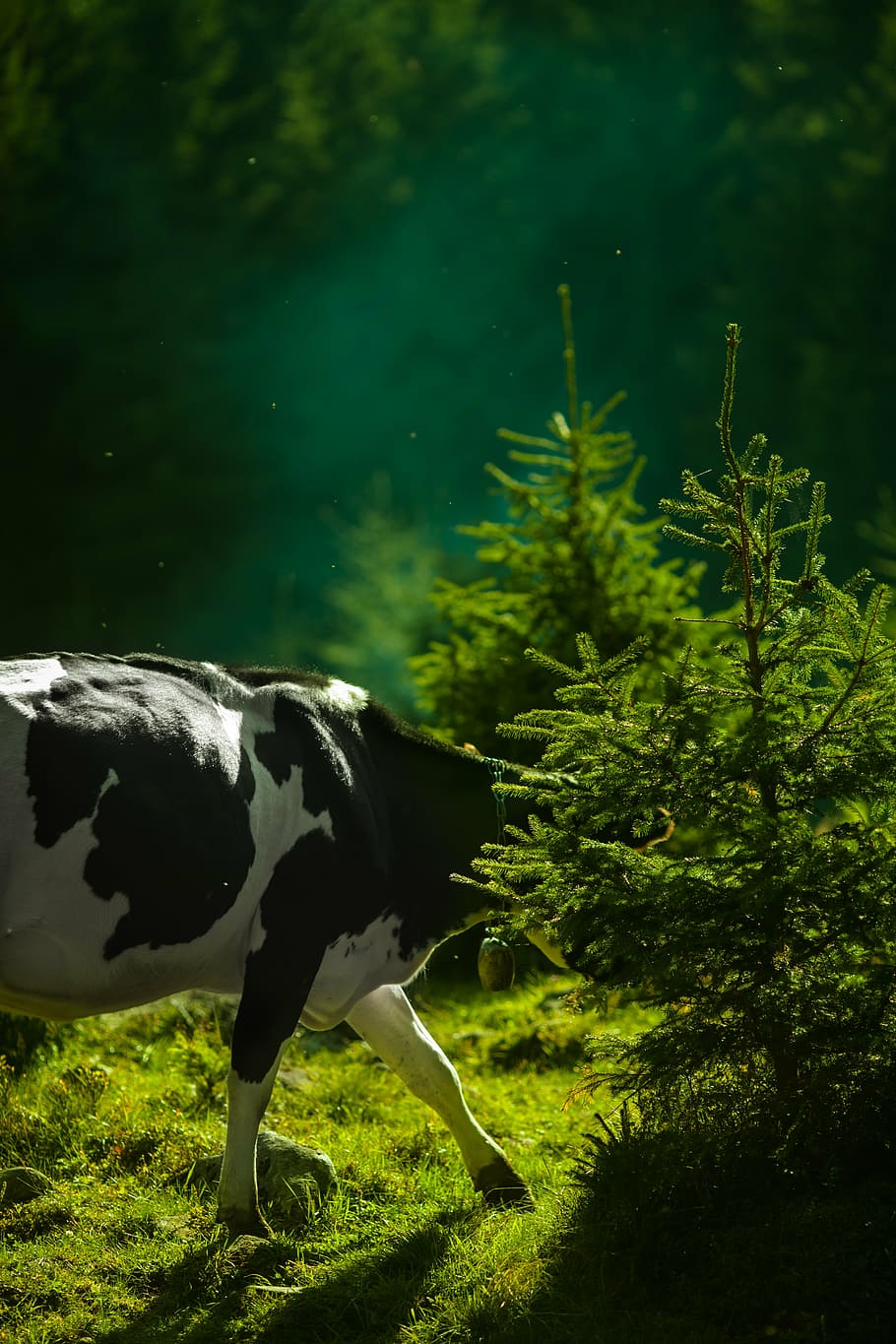 black and white cattle on green grass field near green leaf tree, HD wallpaper