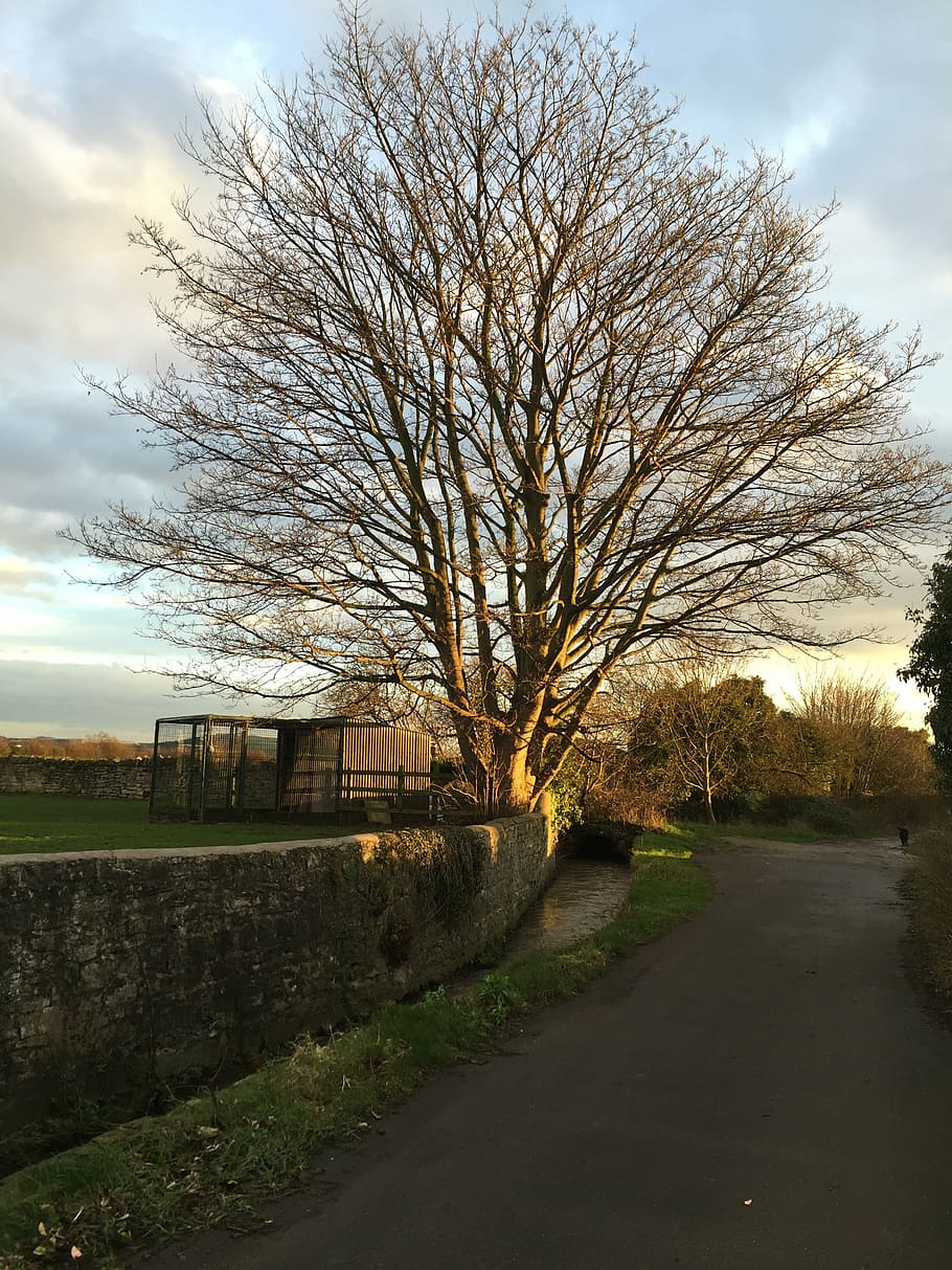 Country tree. Дерево стран. Дерево Лейн.