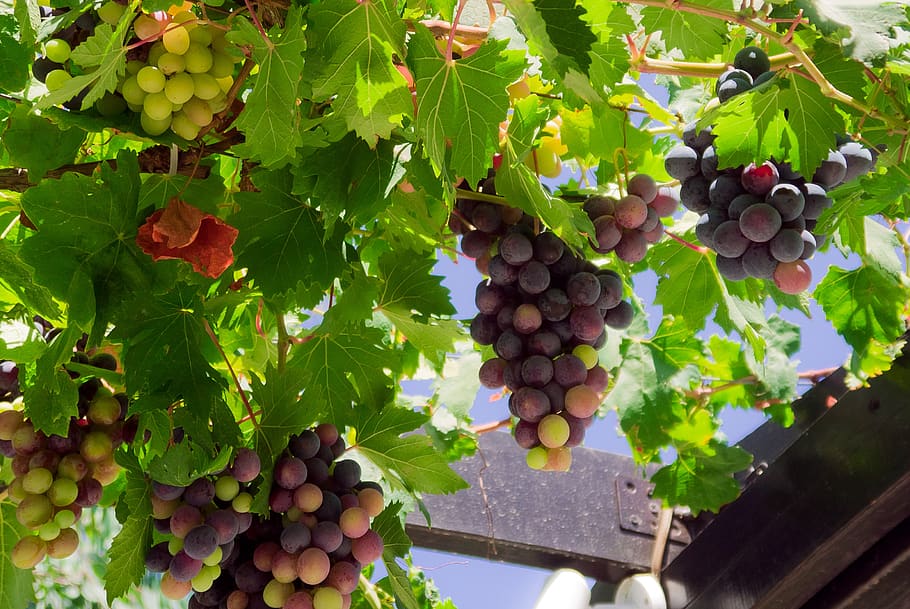 grapes, gazebo, fruit, leaf, healthy eating, plant part, food and drink HD wallpaper